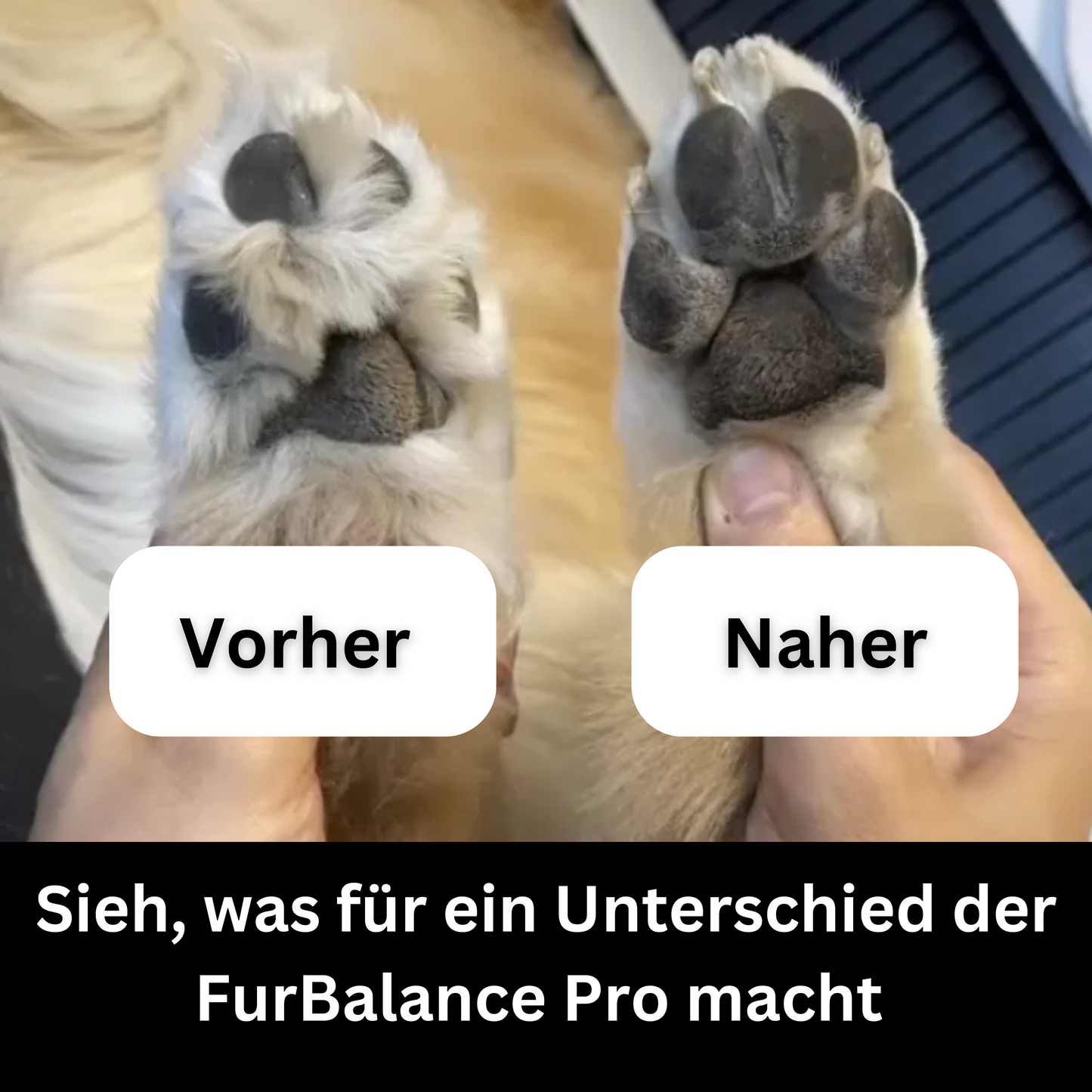 FurBalance Pro